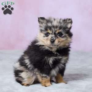 Daisy, Pomeranian Puppy